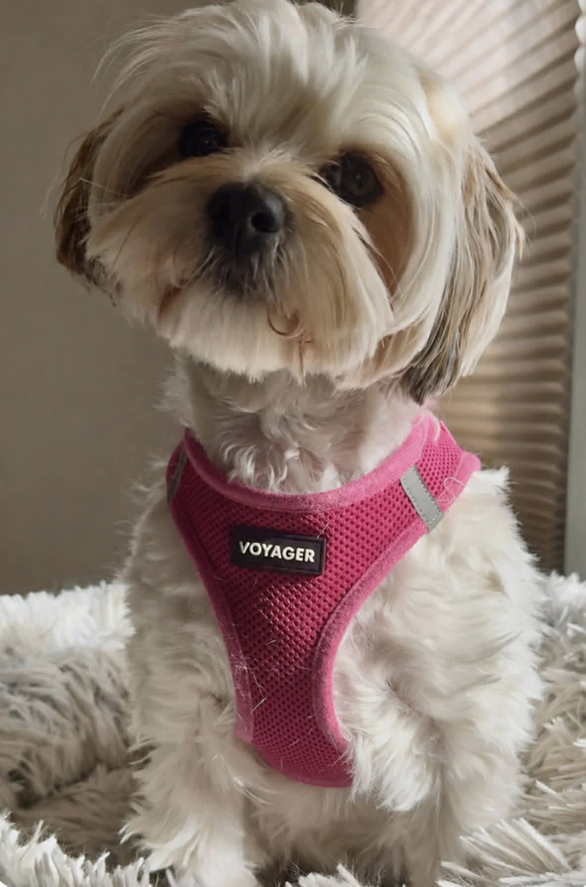 Kona before the attack